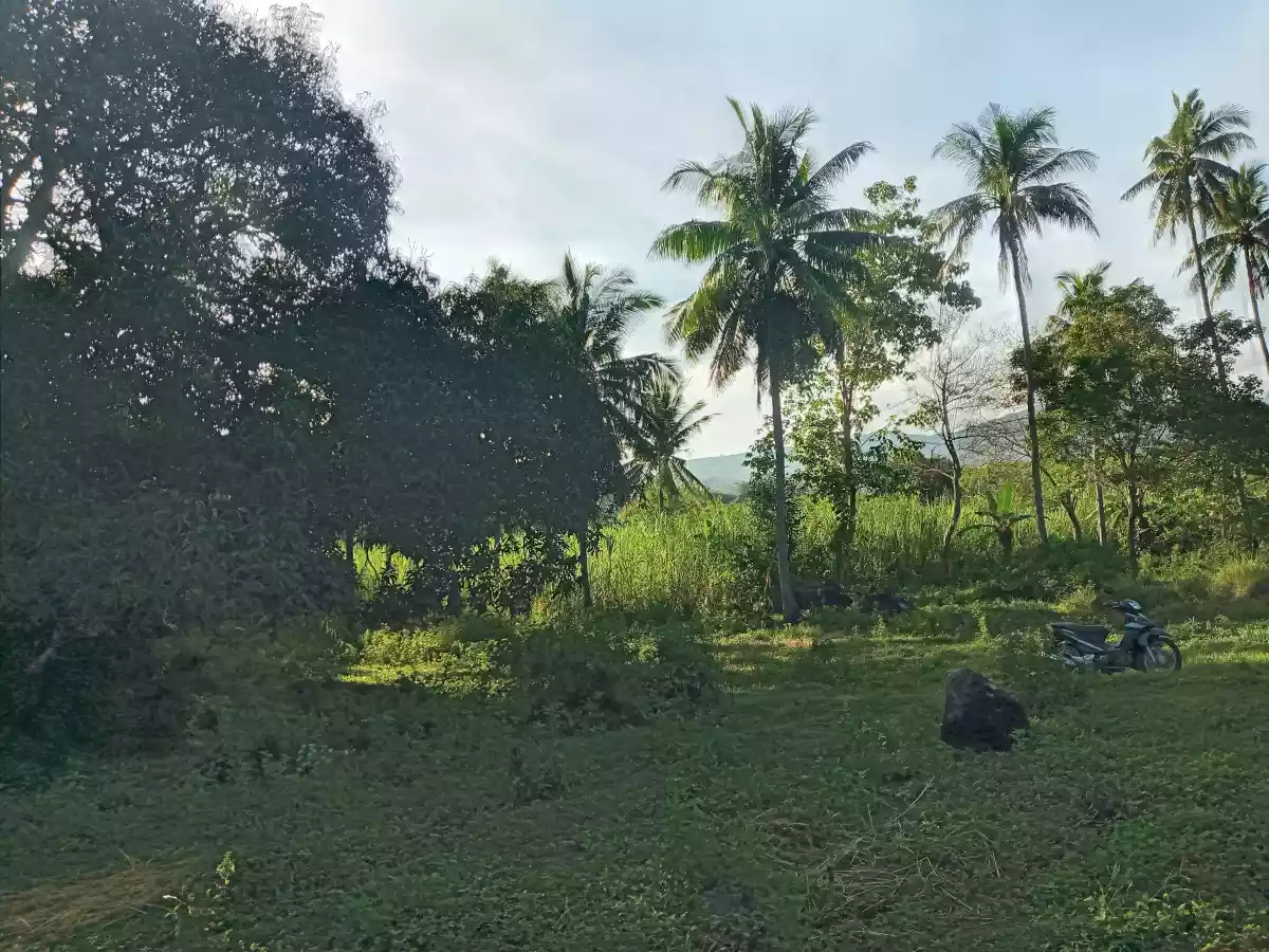 2.3 Hectares Agricultural Lot for Sale - photo 4
