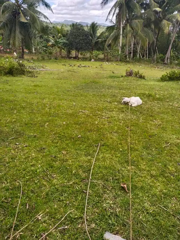 1.2 HECTARES IN ROSARIO ALOGUINSAN CEBU - photo 2