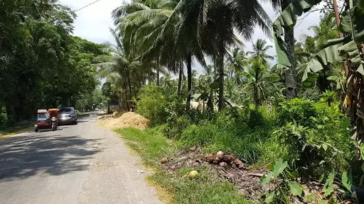 LOT for sale or for lease in Asturias, Cebu — Agricultural Lot in Asturias, Cebu, Philippines — Photo 5