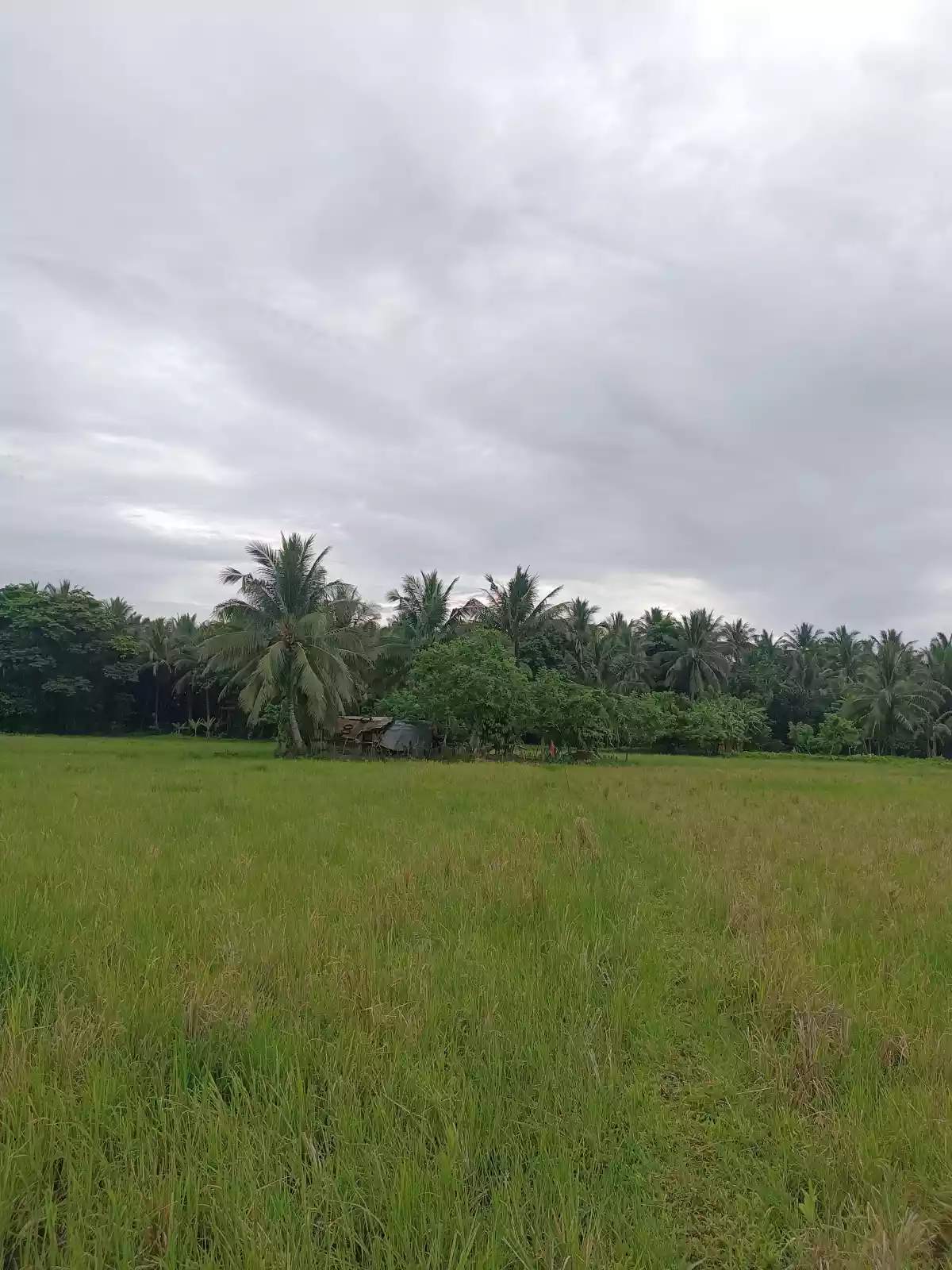 Rice Land For Sale located in Brgy. Kulawit Atimonan Quezon 6,257sqm  - photo 6