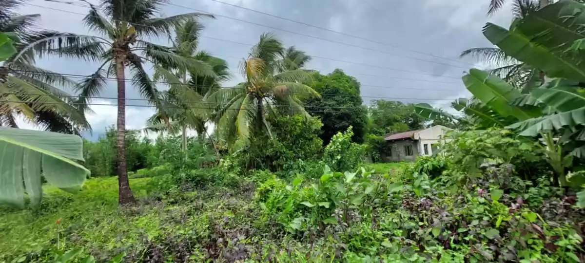 LOT 3-H — Agricultural Lot in Governor Jose T. Fuentebella National Highway, Tigaon, Camarines Sur — Photo 2