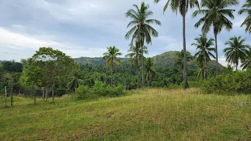 2 hectare farm lot property for sale in Oguis, Initao, Misamis Oriental
 - photo 7