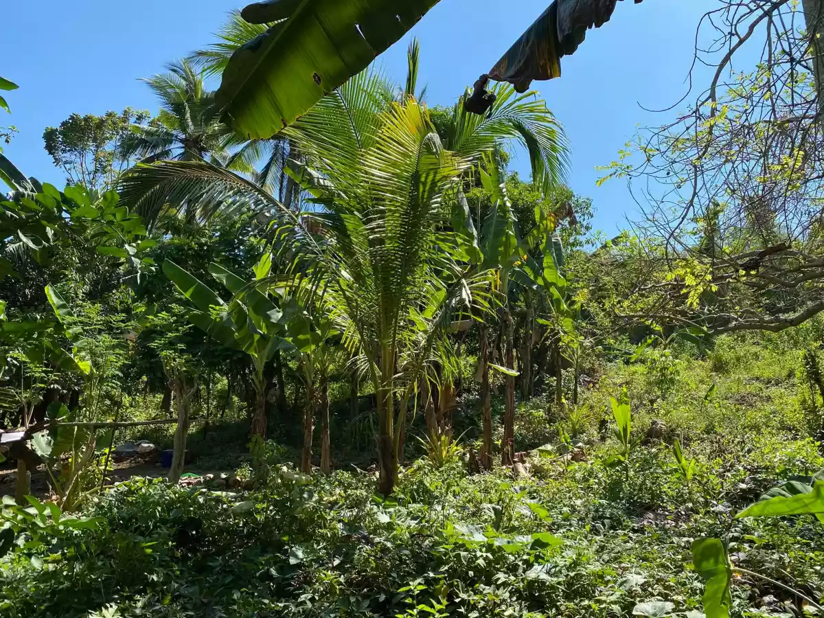 AGRICULTURAL LOT CLEAN TITLE IN POBLACION ,TABUELAN FOR SALE - photo 3