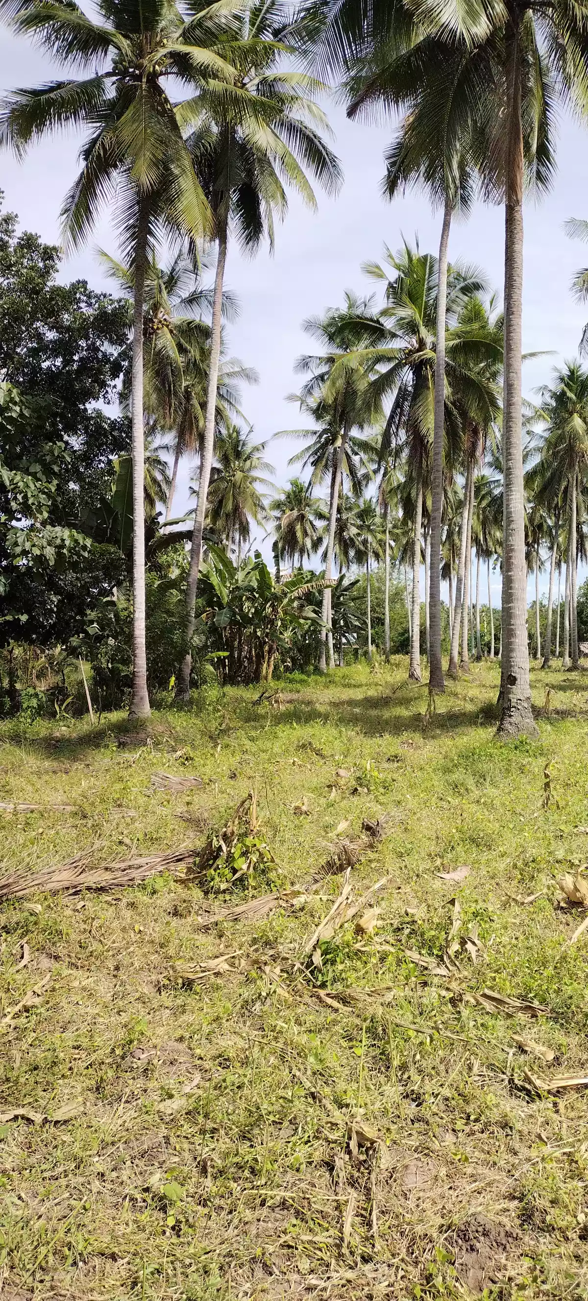 1 hec fully planted coconut — Agricultural Lot in General Santos City, South Cotabato, Philippines — Photo 7
