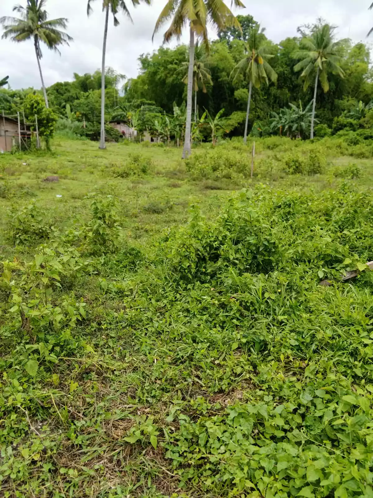 Lot For Sale — Agricultural Lot in Sibulan, Oriental Negros, Philippines — Photo 4