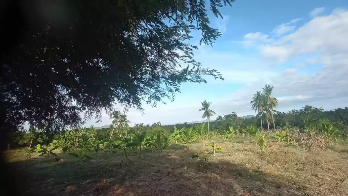 Agricultural Lot in McKinley, Sulop, Davao del Sur - photo 5