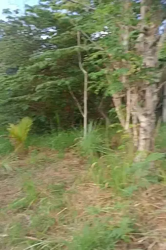 Residential Lot for Sale — Residential Lot in Talisay, Cebu, Philippines — Photo 5