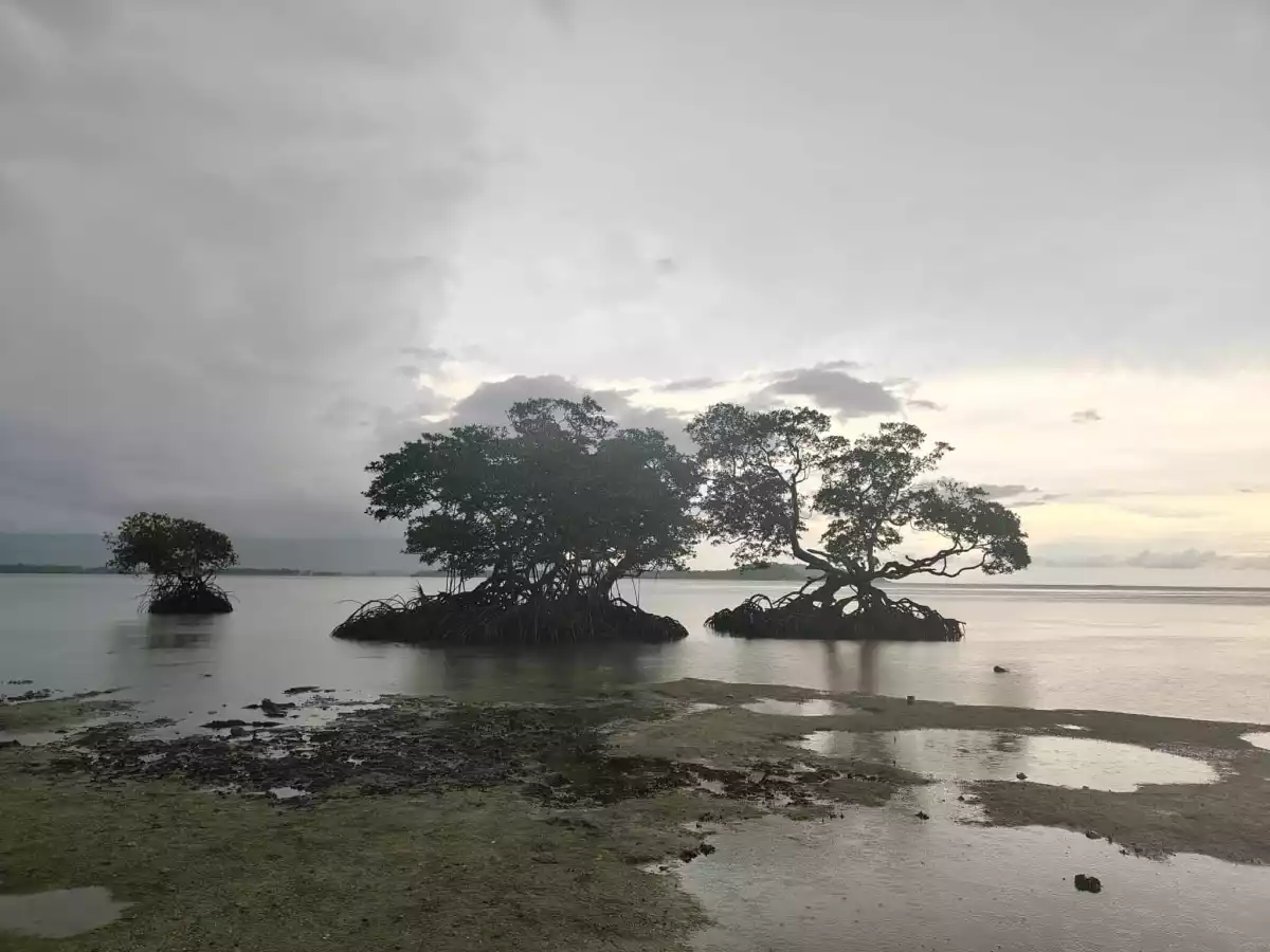 Beach Front Property for Sale (Sipalay) — Beach Lot in Sipalay City, Negros Occidental, Philippines — Photo 4