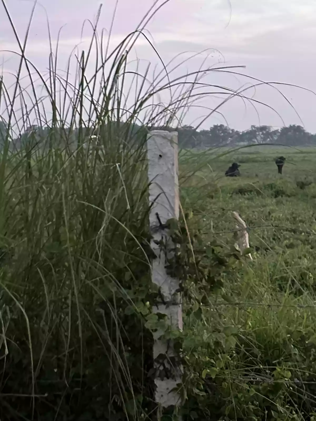 Prime Farmland near Megadike Bacolor Pampanga