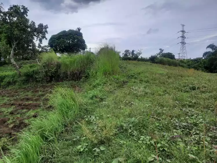 RUSH SALE 2 HECTARE LAND IN LEMERY BATANGAS OVERLOOKING TAAL LAKE! — Agricultural Lot in Diokno Highway, Lemery, Batangas — Photo 4
