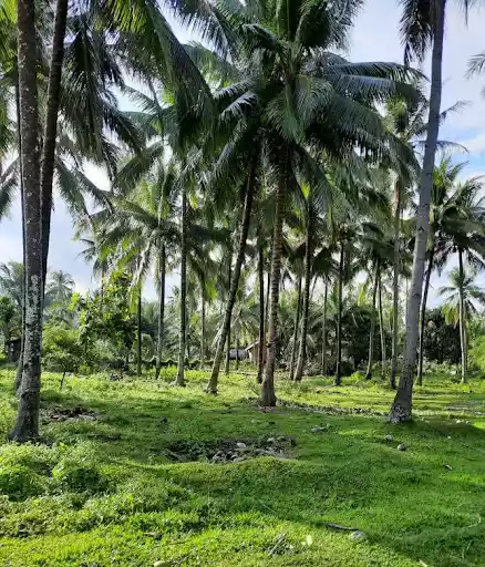 Large Agricultural Lot for Sale in Sibulan (Dumaguete) — Agricultural Lot in Negros Oriental, Philippines — Photo 7