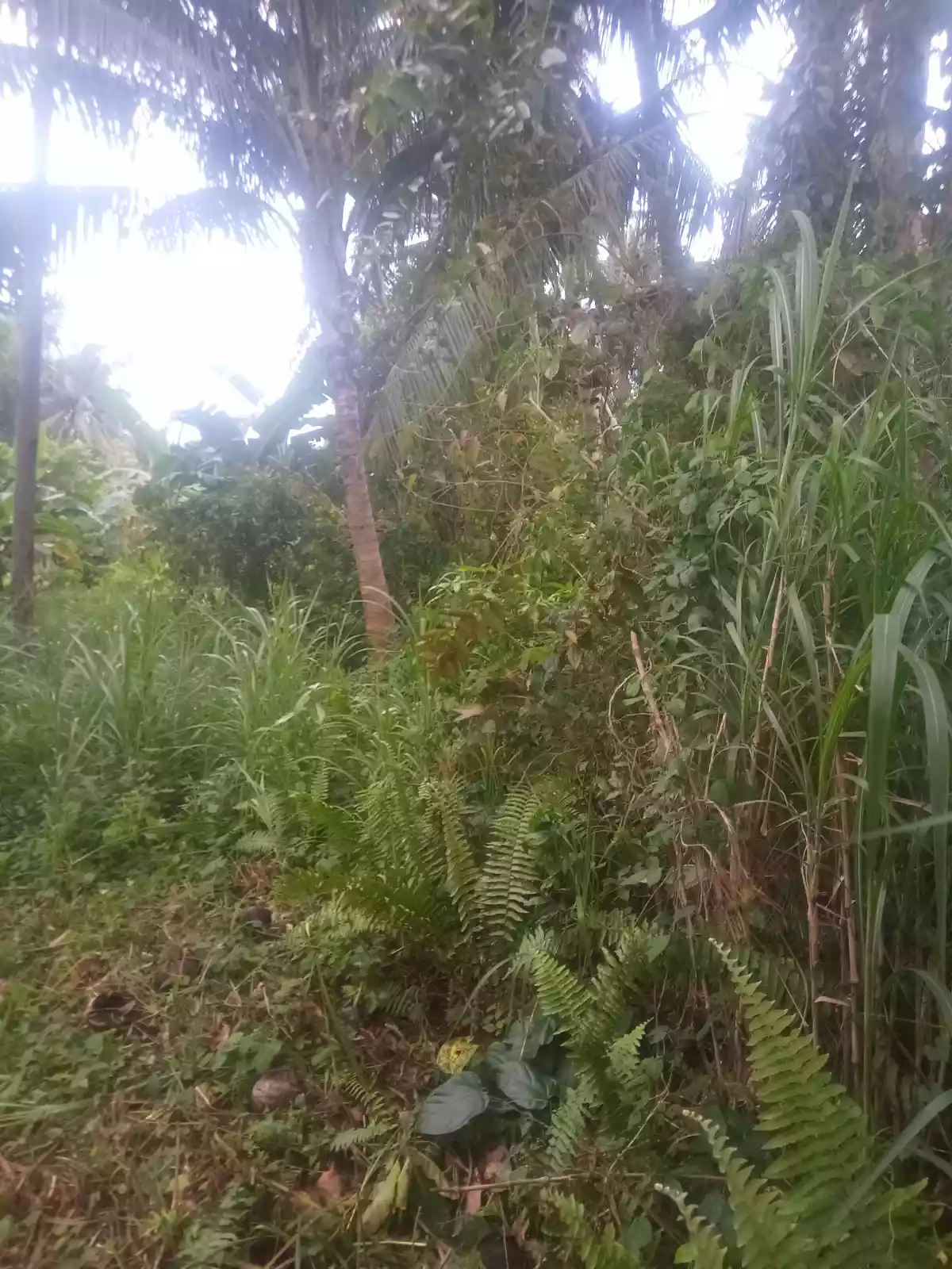 Bong ao Valencia Negros Oriental - photo 4