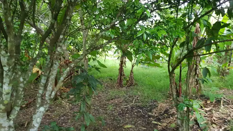 FARM LOT IN AMADEO, CAVITE FOR SALE WITH FRUIT BEARING TREES - photo 5