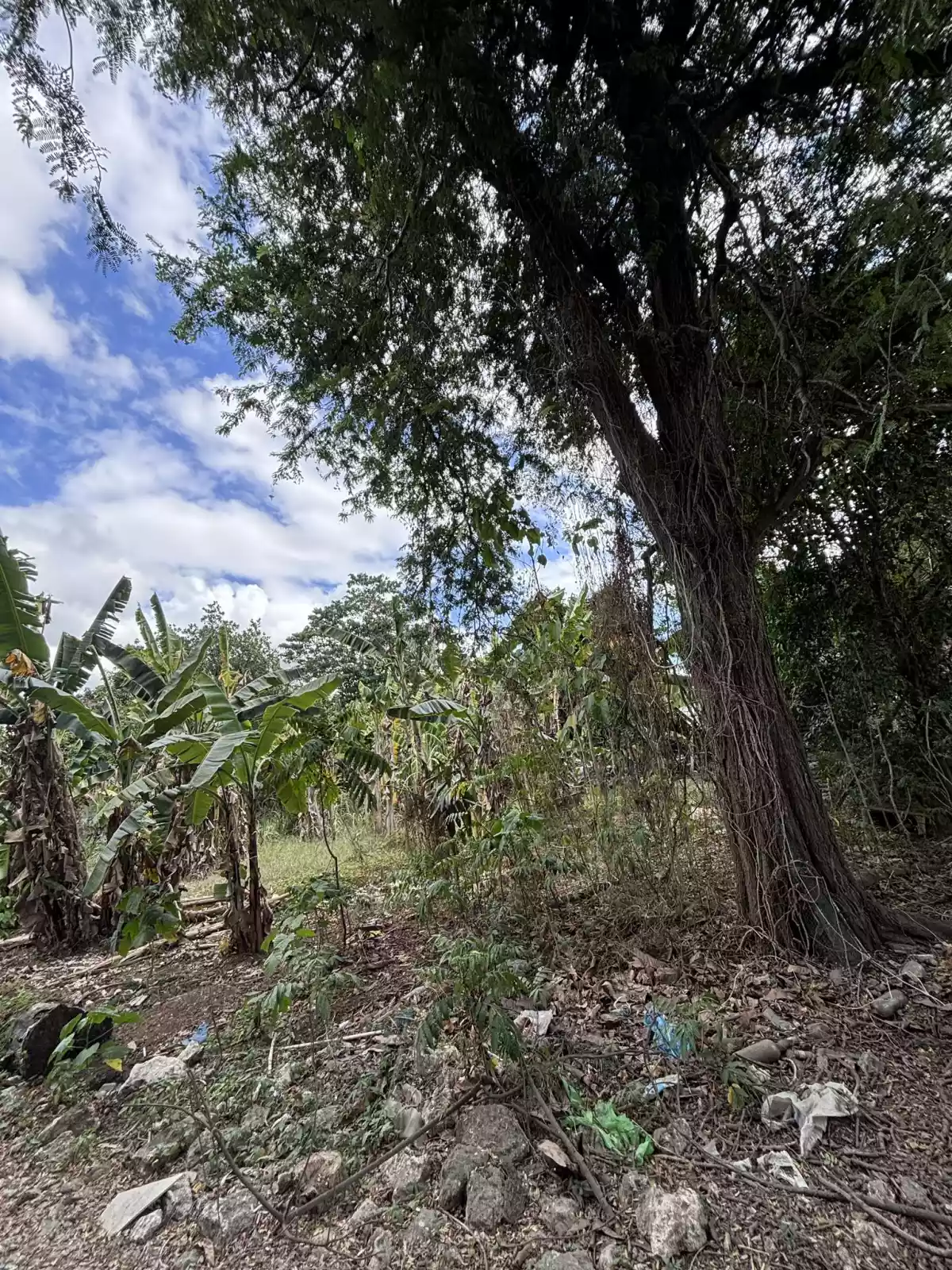 TITLED LOT FOR SALE in Biasong Talisay  - photo 6