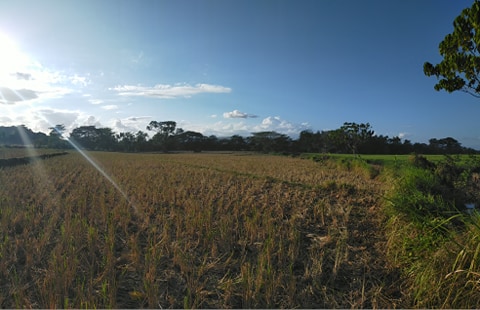 5.5 HECTARS FARMLAND ( RICEFIELD). ALONG HIGHWAY. SUGBAY UNO, DIMATALING, ZDS - photo 2