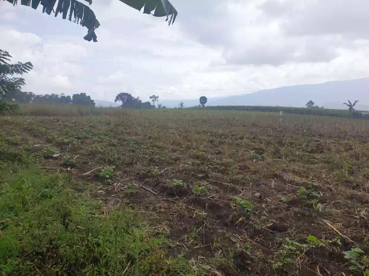 Agricultural Lot for Sale! — Agricultural Lot in Bukidnon, Philippines — Photo 7