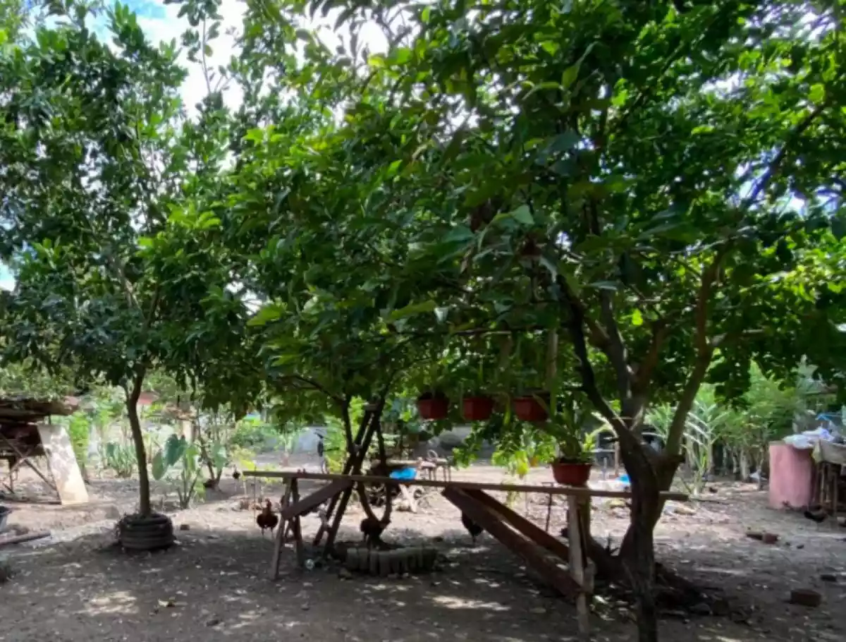 Tunghaan Minglanilla Cebu Lot — Agricultural Lot in Lower Tunghaan St, Tunghaan Minglanilla, Minglanilla — Photo 3