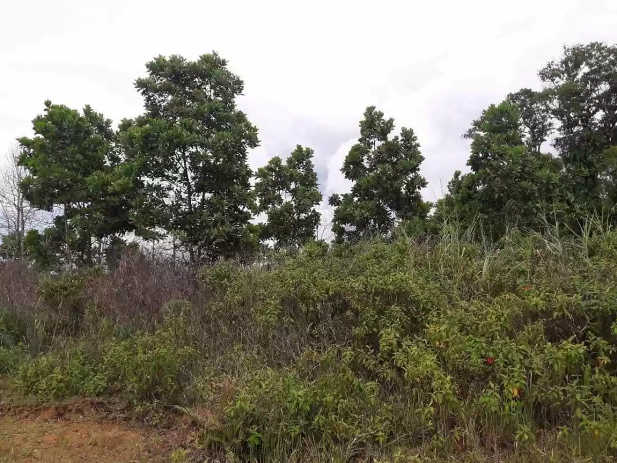 30 hectares Agricultural Land for Sale - photo 2