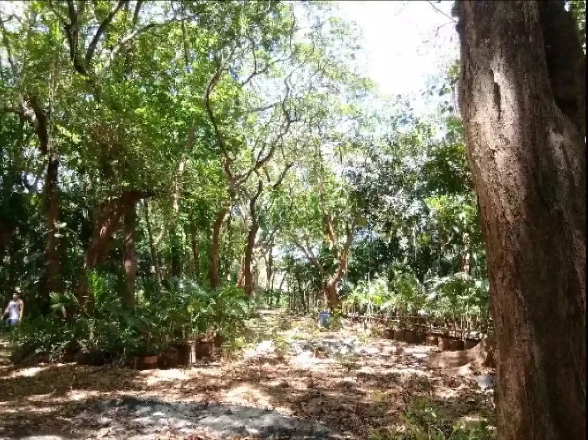 Open photo 13 of 13 — Luxury Beach Resort Opportunity in Brgy Saysain, Bagac Bataan