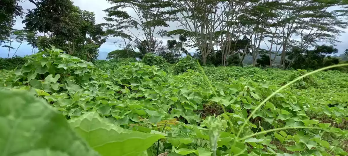 4.5 hectares Farm Lot for Sale in Kaatuan, Lantapan, Bukidnon — Agricultural Lot in Lantapan, Bukidnon, Philippines — Photo 4