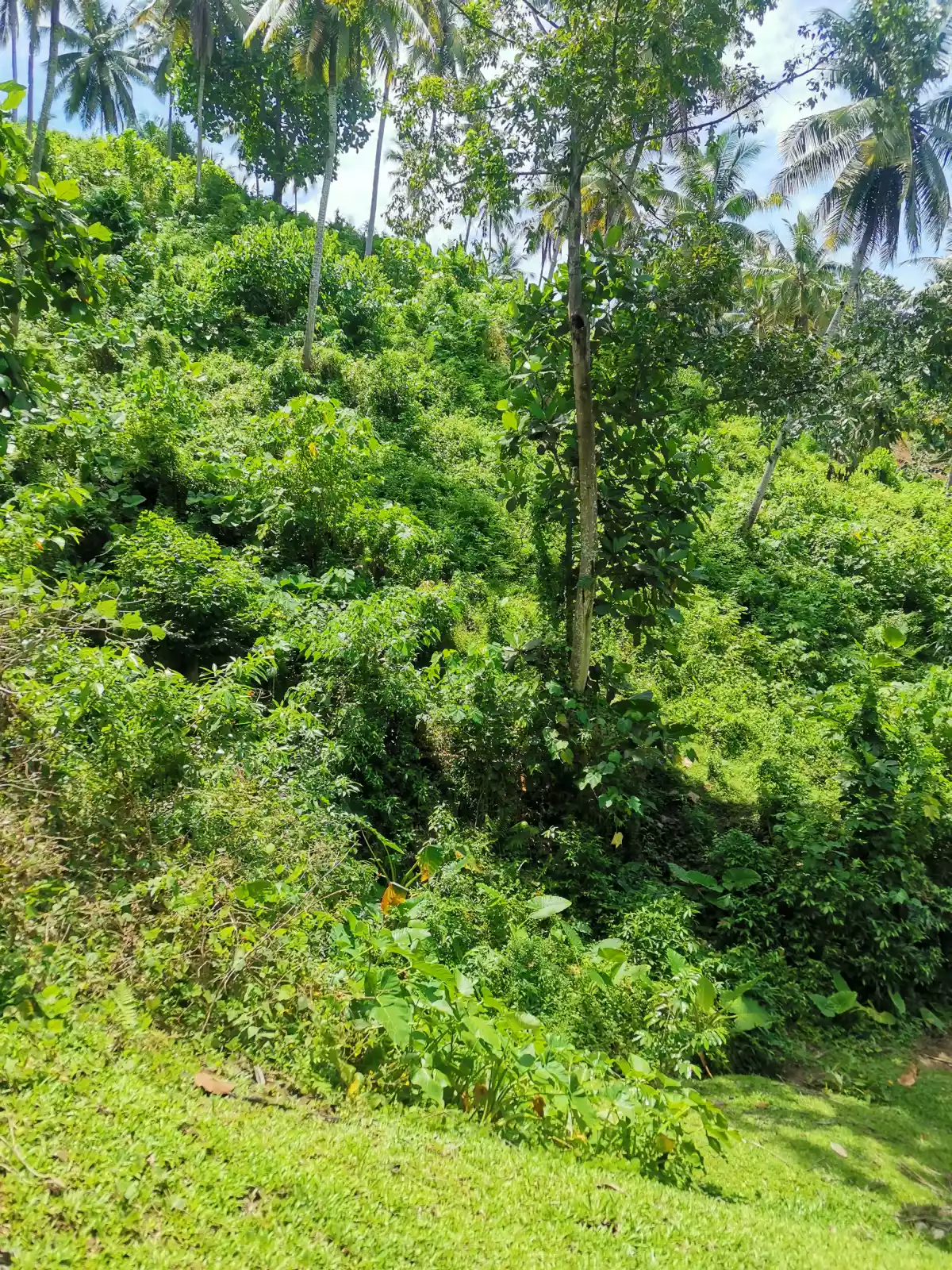 BARAAS ILIGAN CITY-AGRI LOT FOR DEVELOPERS — Agricultural Lot in Iligan City, Lanao del Norte, Philippines — Photo 3