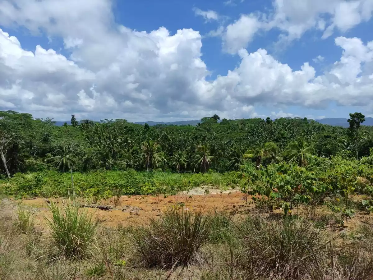 Booming Uptown Luha, San Jose, Tandag City  (Lot Area For Sale) — Agricultural Lot in San Jose Tandag City, Unnamed Road, Tandag — Photo 7