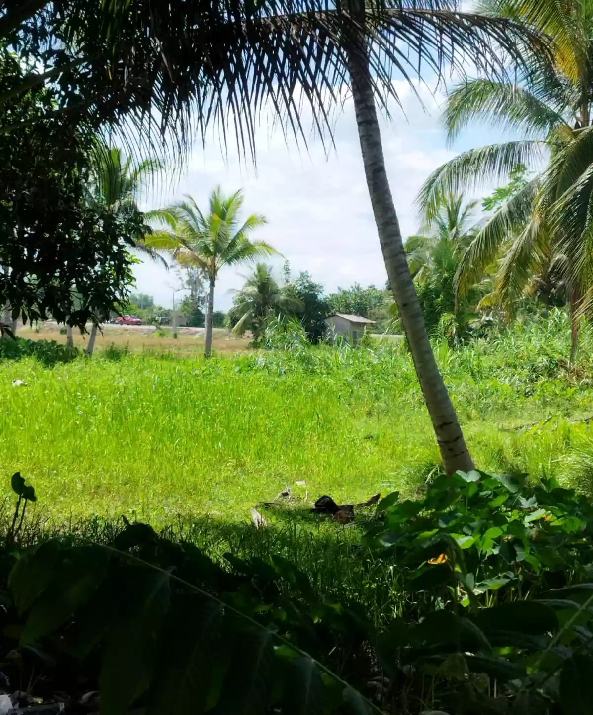 FARM with FISHPOND FOR SALE in Poblacion Banga, South Cot — Agricultural Lot in Banga, South Cotabato, Philippines — Photo 6