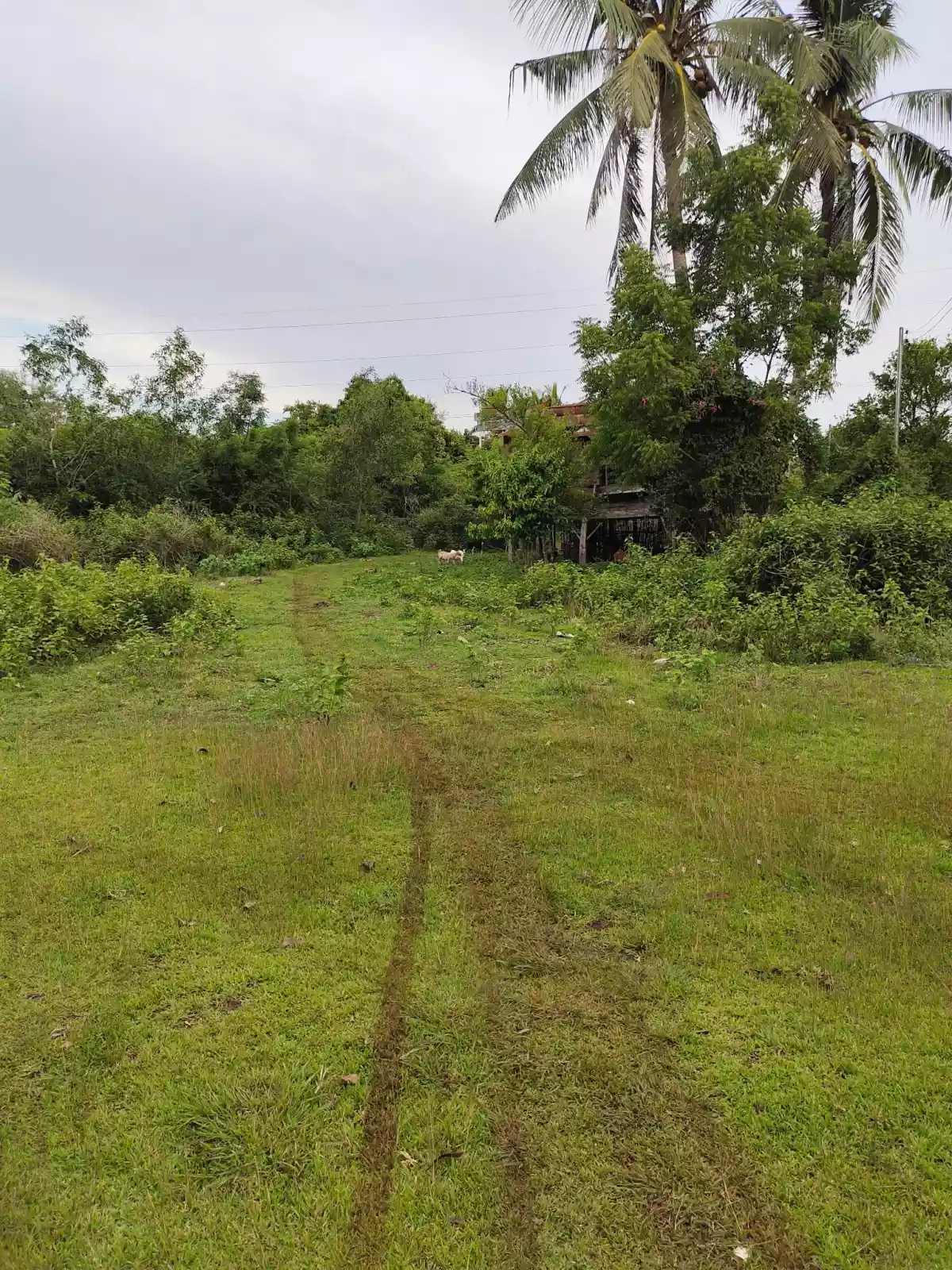 Lot for sale in panglao bohol — Residential Lot in Bohol, Philippines — Photo 5