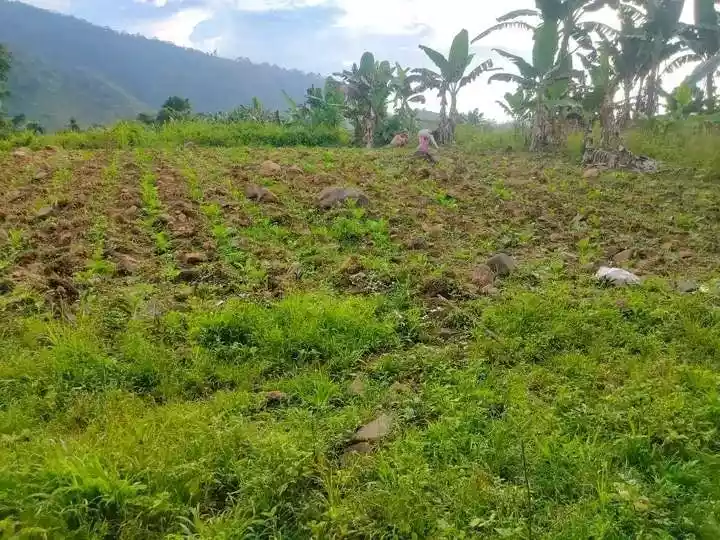 7,400 sqm Lot for Sale in Mat-i, Claveria, Misamis Oriental - photo 5
