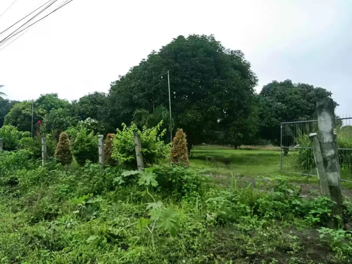 Farm land — Agricultural Lot in South Cotabato, Philippines — Photo 5