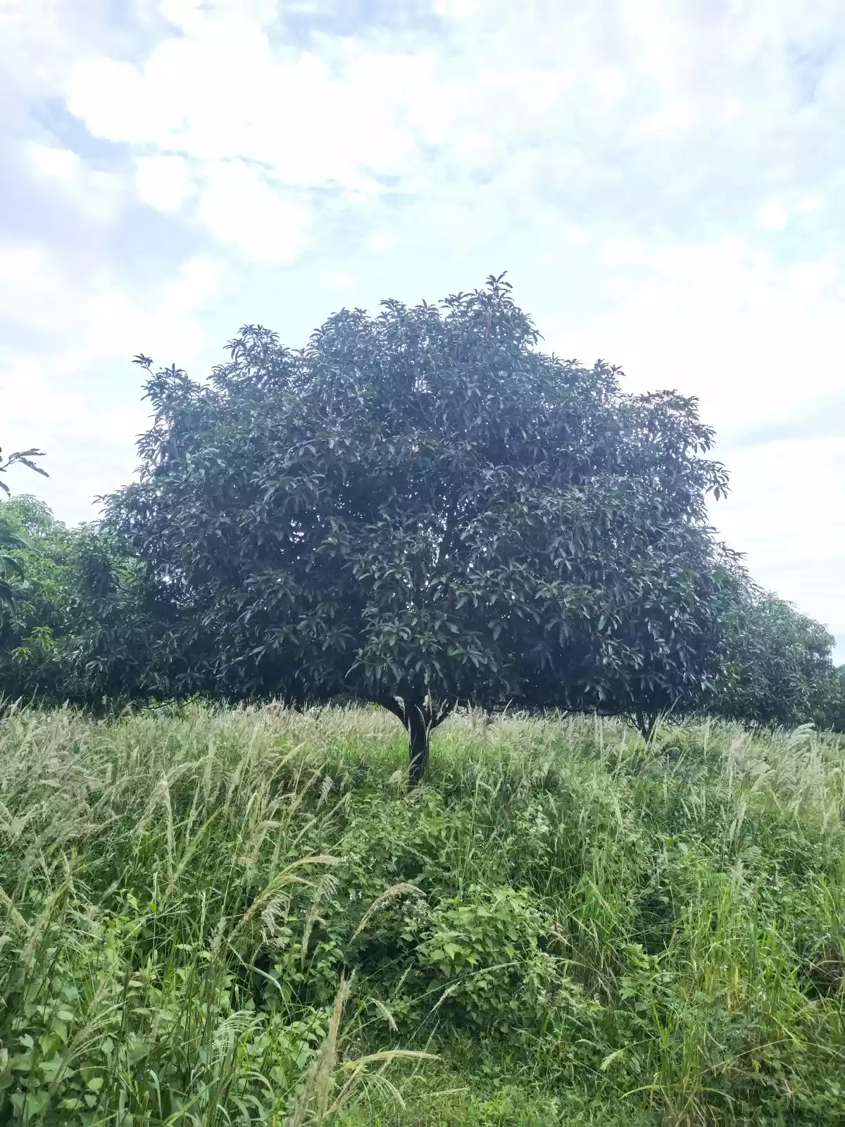 MANGO FARM Gensan area 
