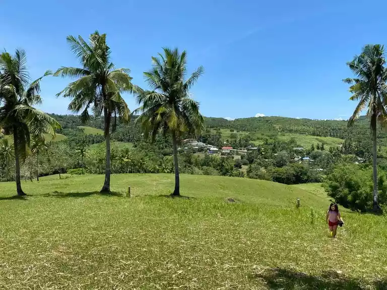 FARM LOT FOR SALE with 100 Mango Trees: - photo 4