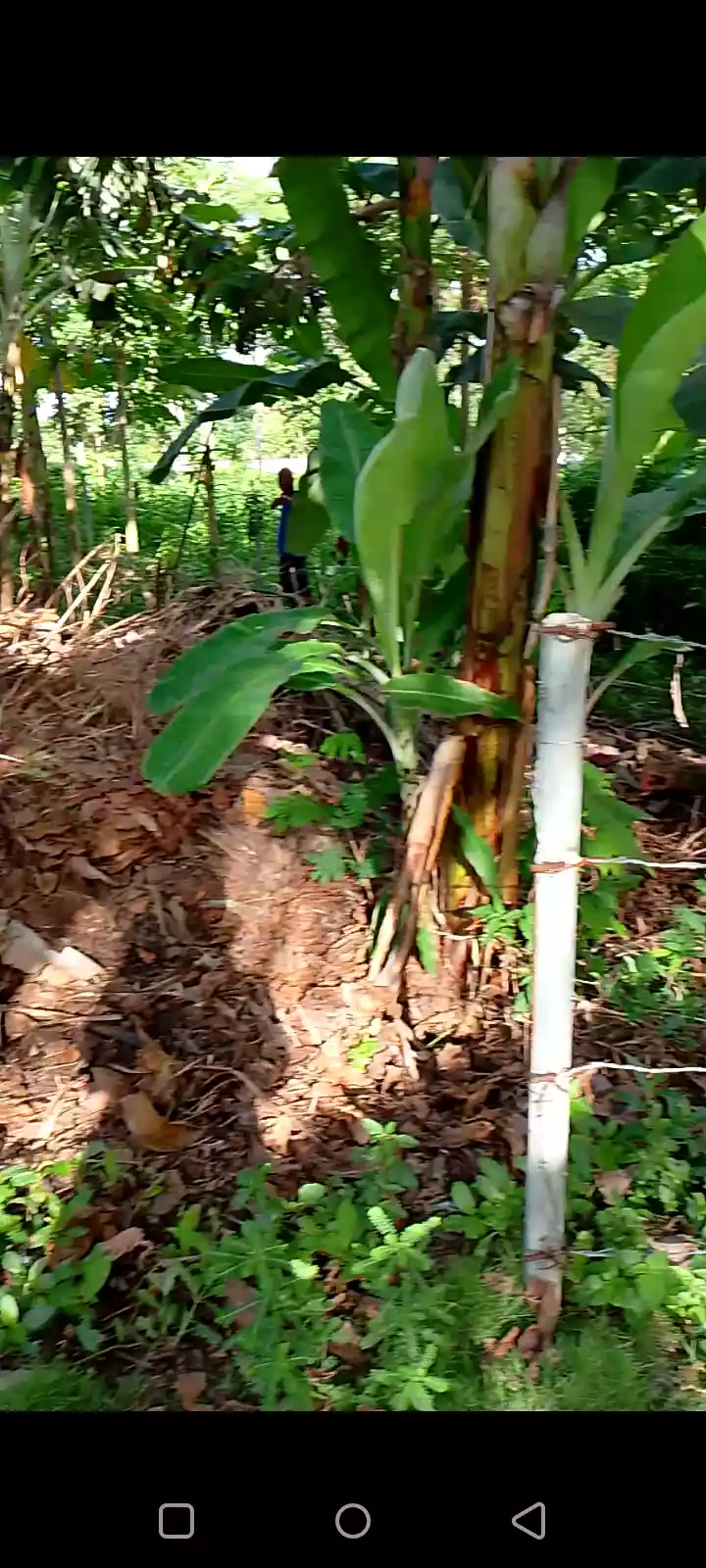 Lot for sale — Residential Lot in Bohol, Philippines — Photo 4