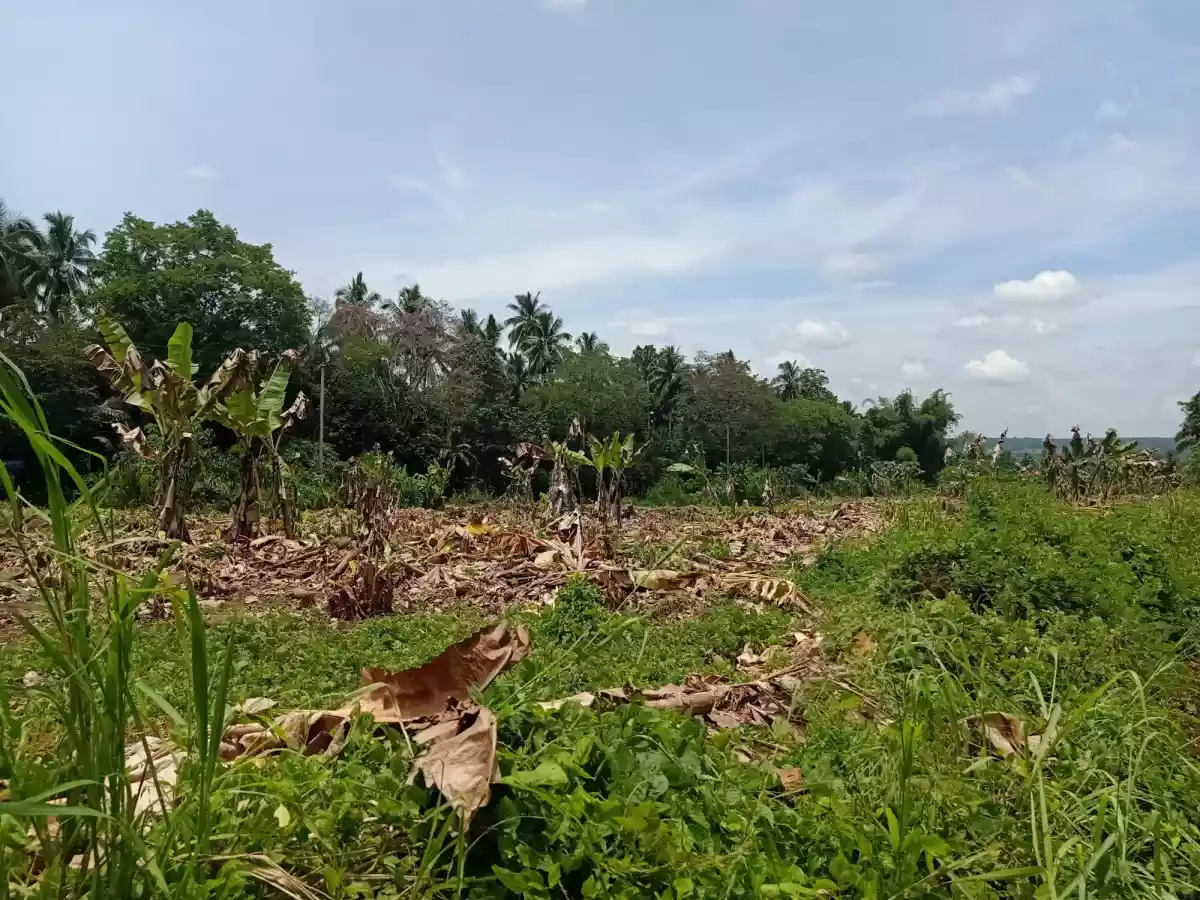 FOR SALE: Agricultural Lot ( flat terrain ) in Calinan, Davao City — Agricultural Lot in Calinan District, Davao City, Davao del Sur — Photo 5