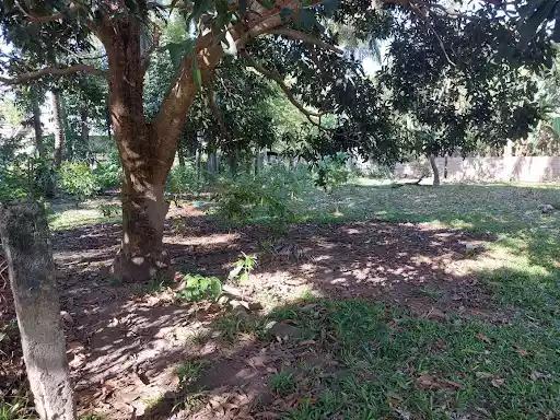 Rush Sale Lot in Dumaguete — Agricultural Lot in Albina Dr, Dumaguete, Negros Oriental — Photo 4
