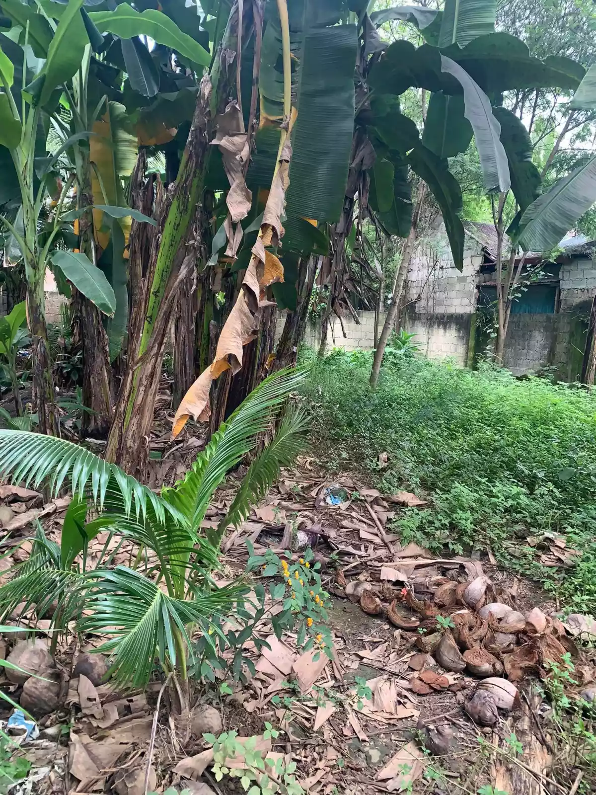 Lot for sale in Pakigne Minglanilla, Cebu — Residential Lot in Cebu, Philippines — Photo 5