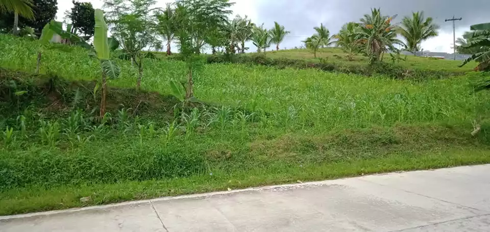 Agricultural Lot In Argao — Agricultural Lot in Cebu, Philippines — Photo 5