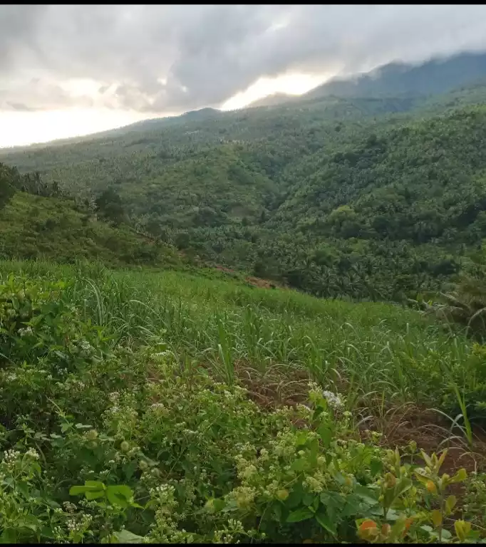 Sugarcane Plantation For Sale - photo 3