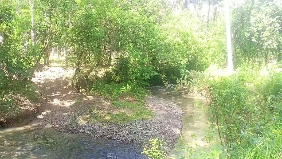 LOT FOR SALE IN ALEGRIA AGUSAN DEL SUR — Agricultural Lot in Agusan del Sur, Philippines — Photo 3