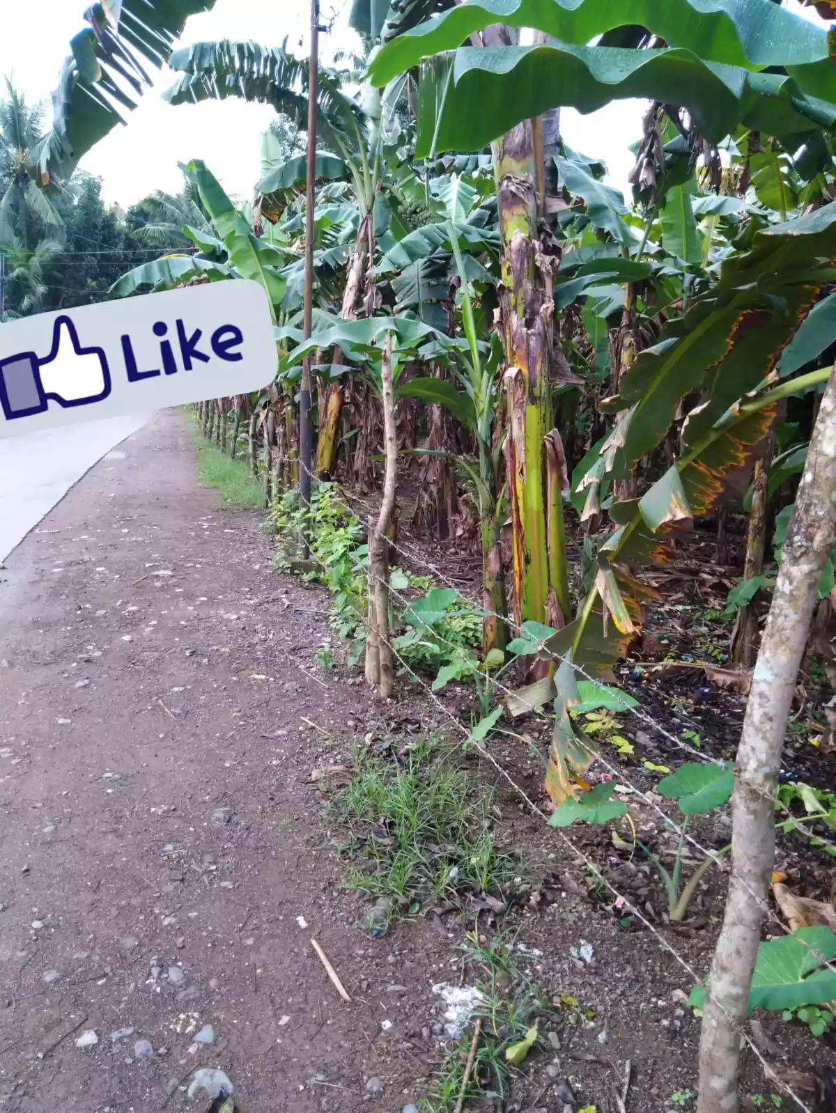 Tuburan Cebu Lot - photo 2