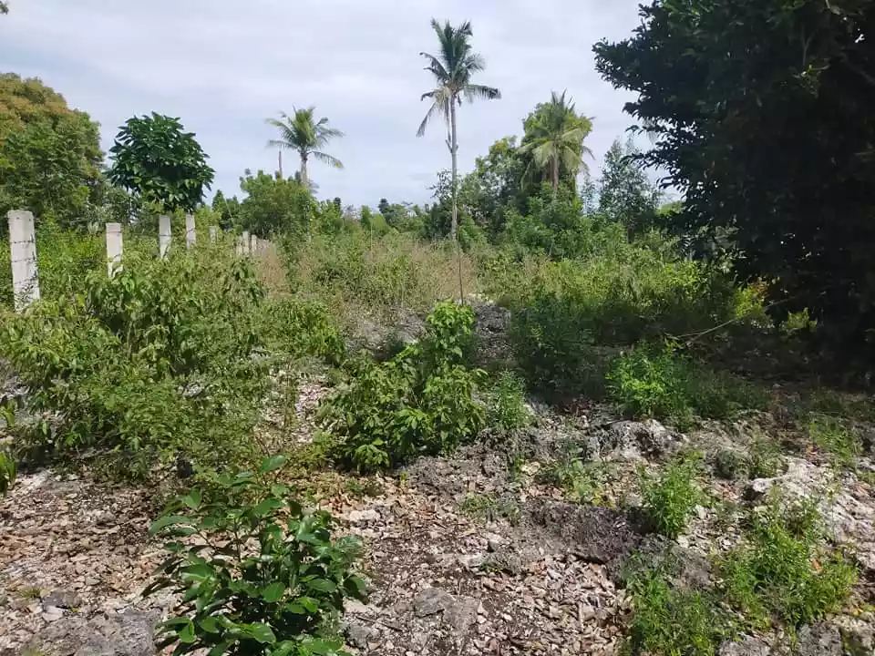 776sqm beachfront lot for sale in Pangangan Island Calape Bohol 4k per sqm - photo 3