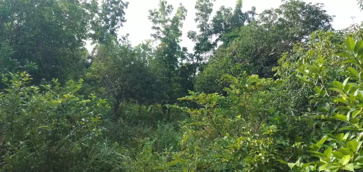 2,389 SQM LOT IN SAN REMIGIO, NORTH CEBU - photo 3