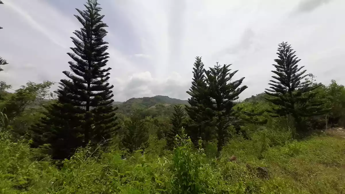 Overlooking Corner Lot For Sale in Riverdale Talamban Cebu - photo 6