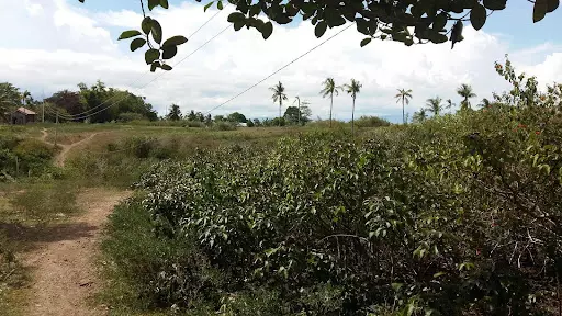 Lot for Sale in Amlan Negros Oriental — Agricultural Lot in Negros Oriental, Philippines — Photo 3