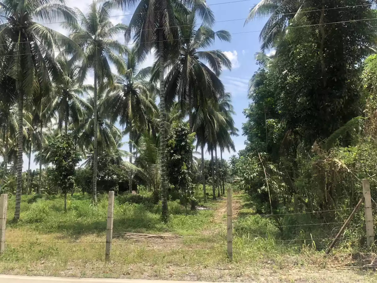 Tupi Cebuano — Agricultural Lot in Barangay Cebuano Road, Tupi, South Cotabato — Photo 2