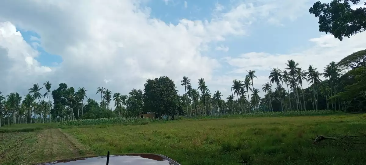 Titled Farm lot Good For Housing — Agricultural Lot in Puerto Princesa South Road, Puerto Princesa, Palawan — Photo 7
