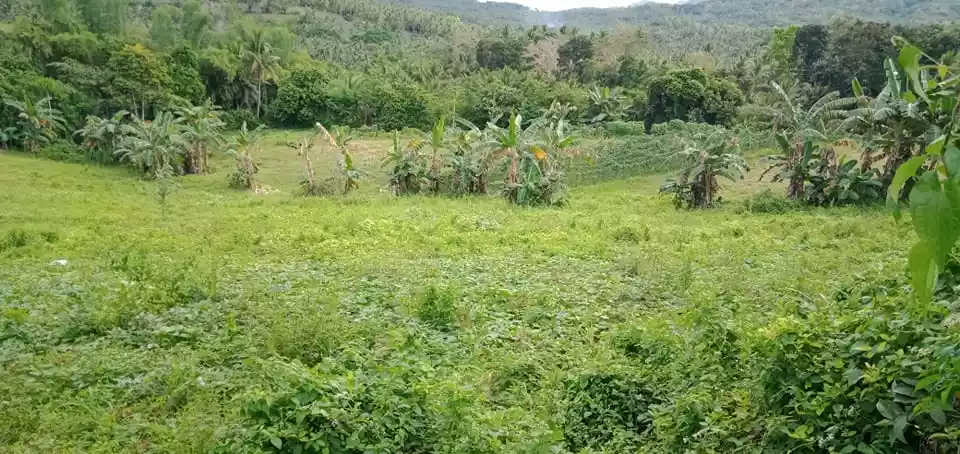 Argao Lot For Sale — Agricultural Lot in Cebu, Philippines — Photo 6