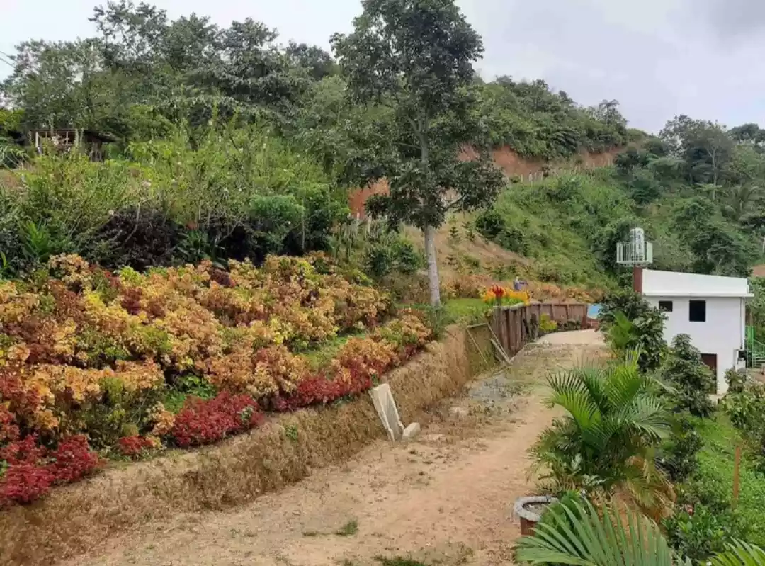 Farm Lot with 2Storey House in Balamban - photo 7