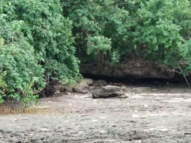 BEACHLOT FOR SALE IN GEN. LUNA SURIGAO DEL NORTE SIARGAO ISLAND  - photo 3