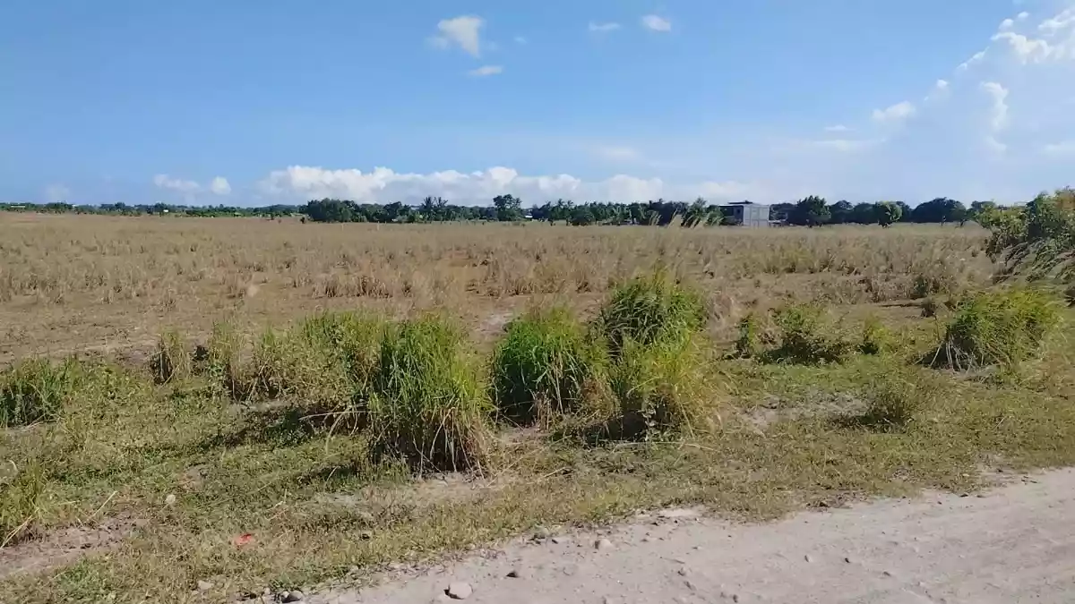 LOT FOR SALE — Agricultural Lot in General Santos City, South Cotabato, Philippines — Photo 5